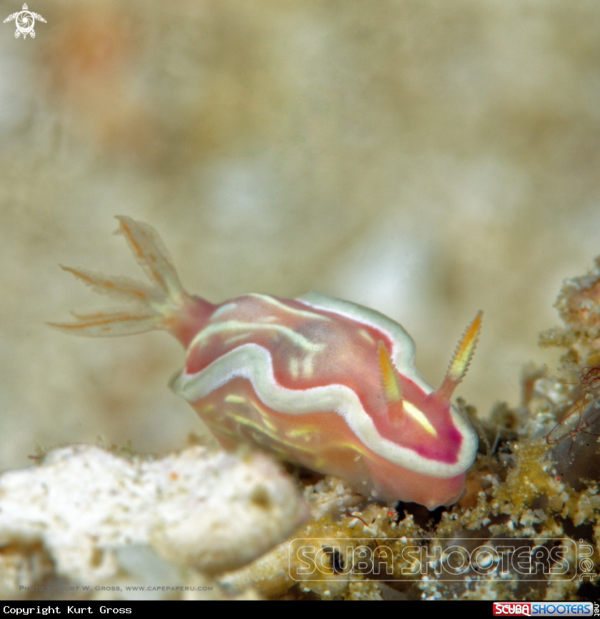 A Nudibranche