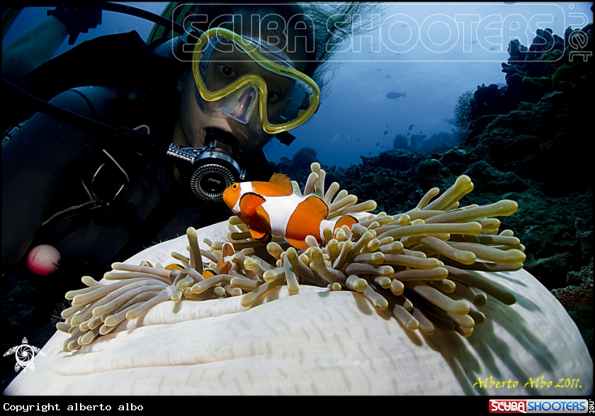 A underwater creature