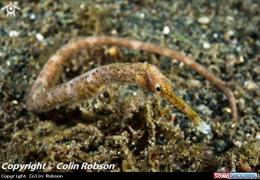 A pipefish