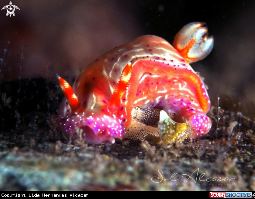 A Nudibranch