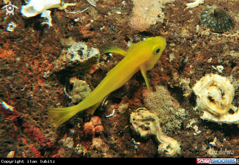 A reef fish