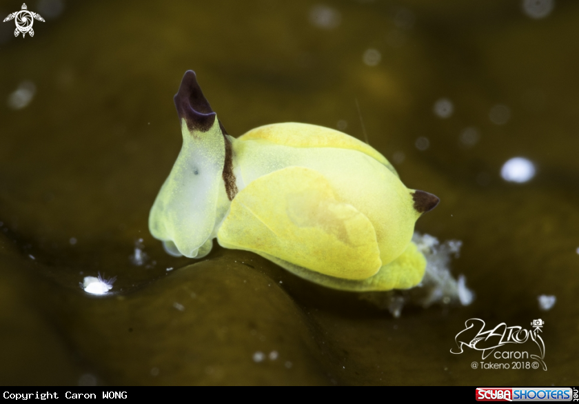 A Nudibranch