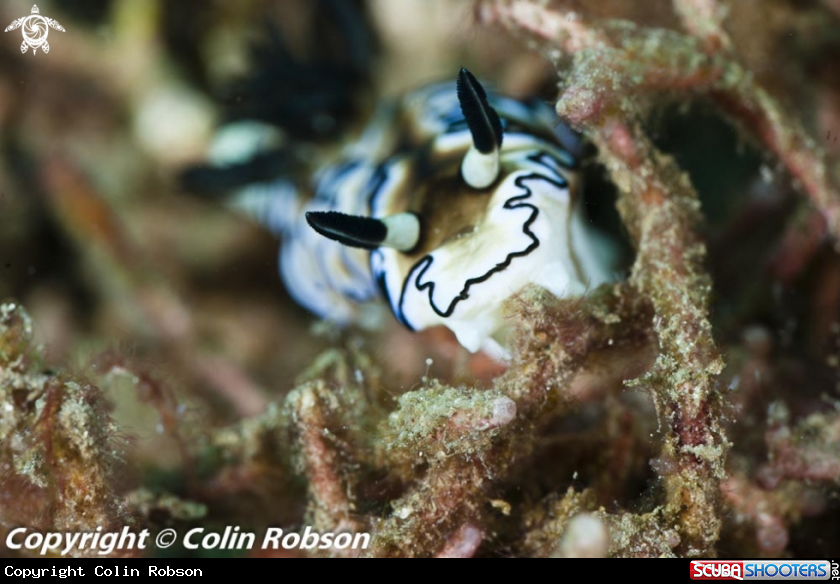 A nudibranch