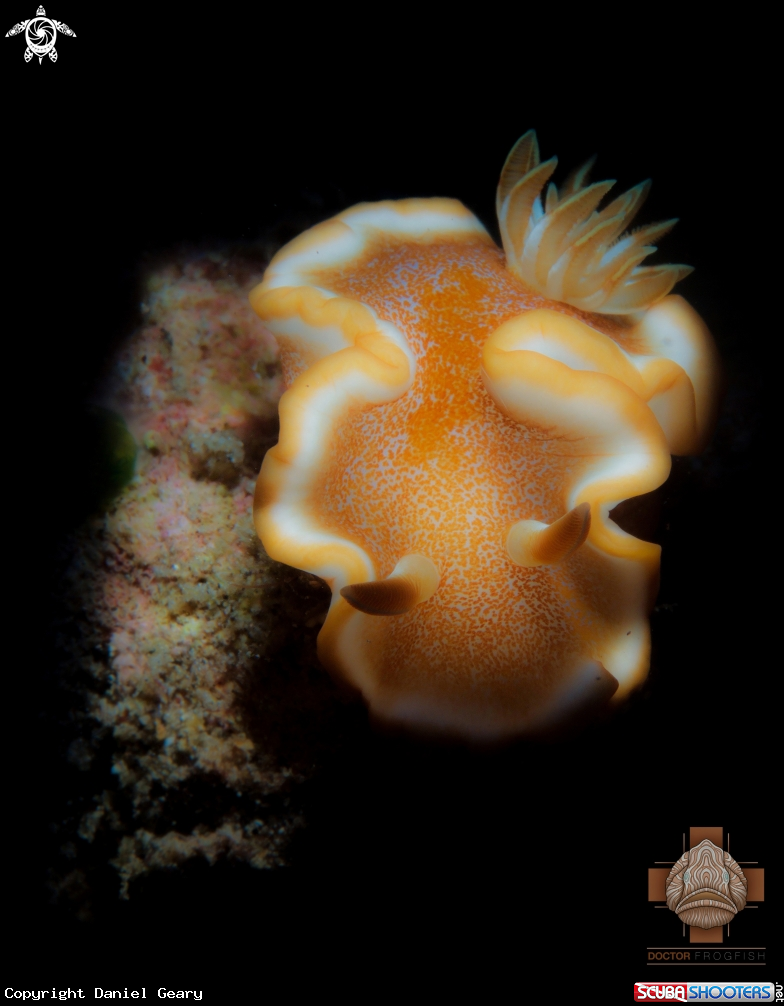 A Nudibranch