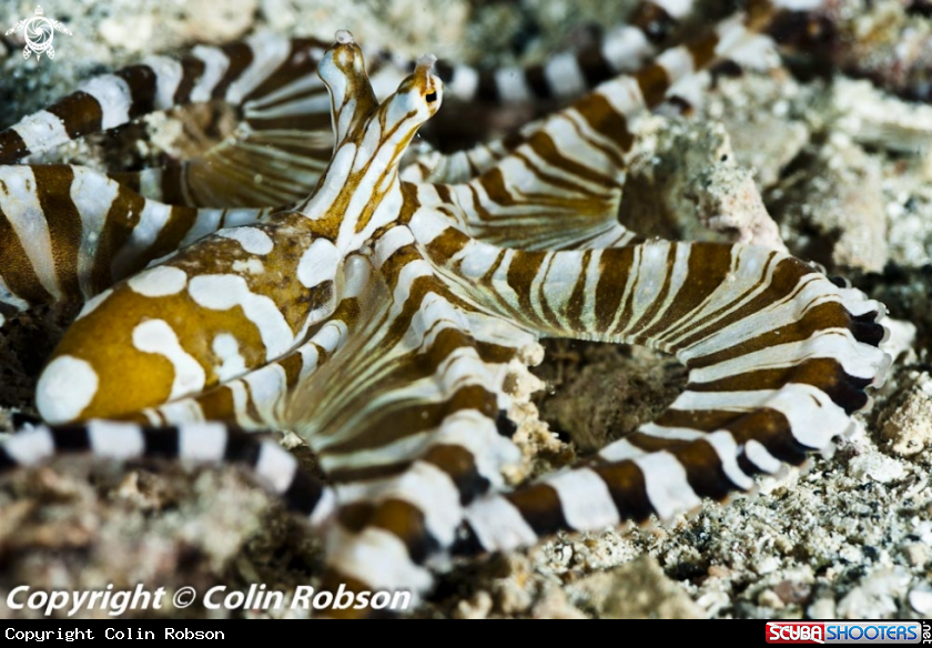 A mimic octopus