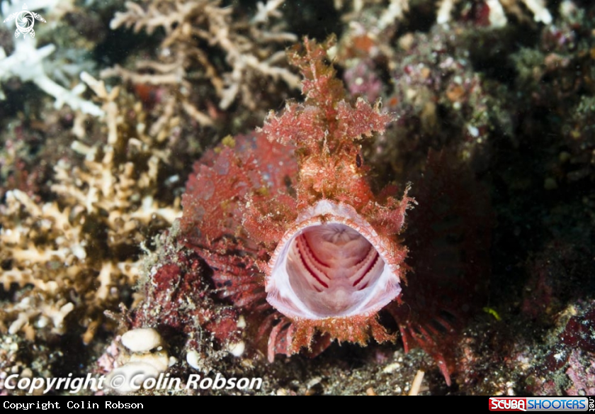 A reef fish