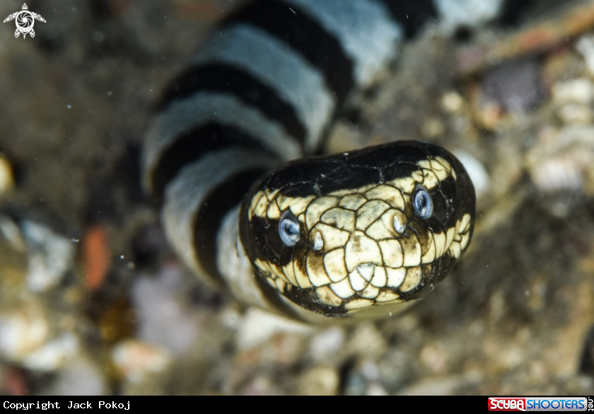 A Banded sea Krait