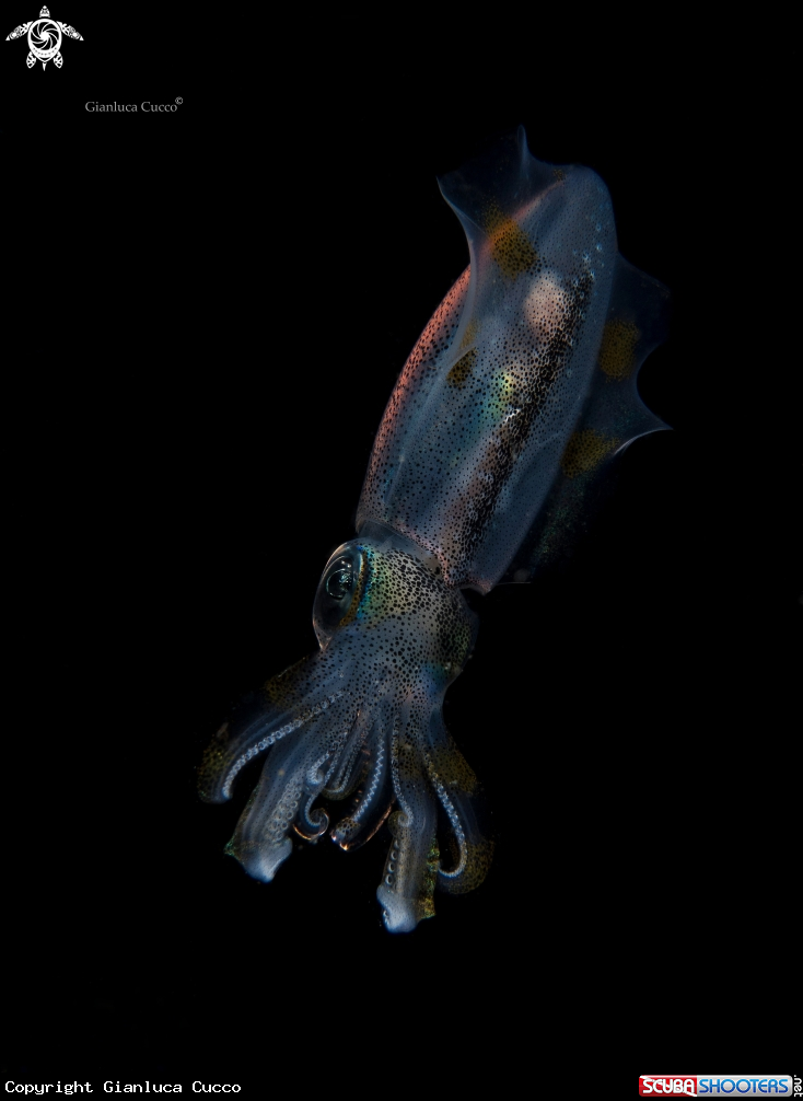 A Bigfin reef Squid 