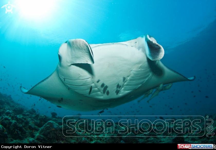 A Manta ray