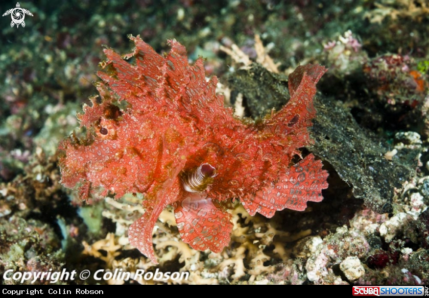 A reef fish