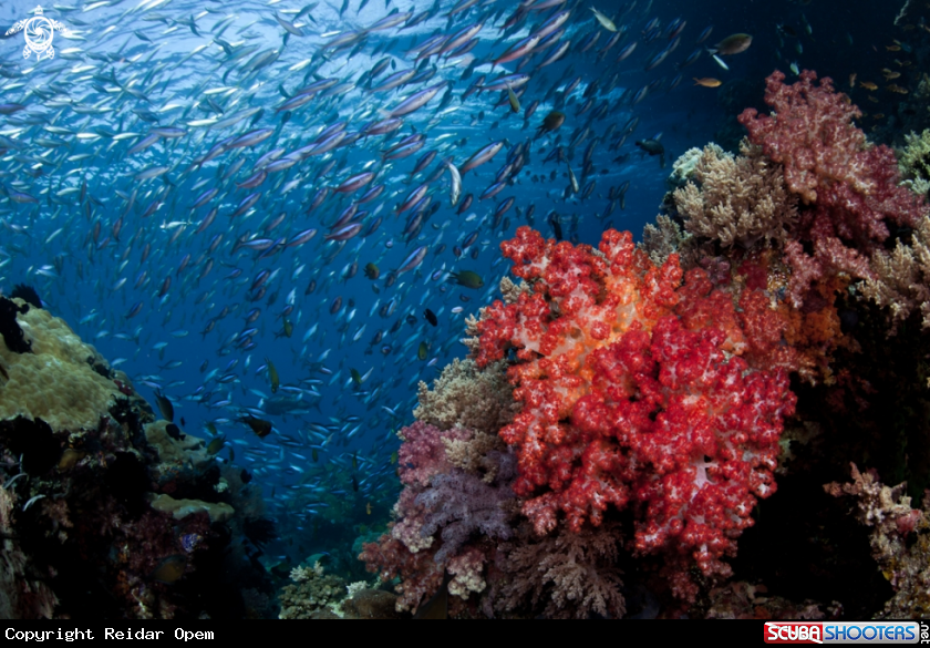 A underwater creature