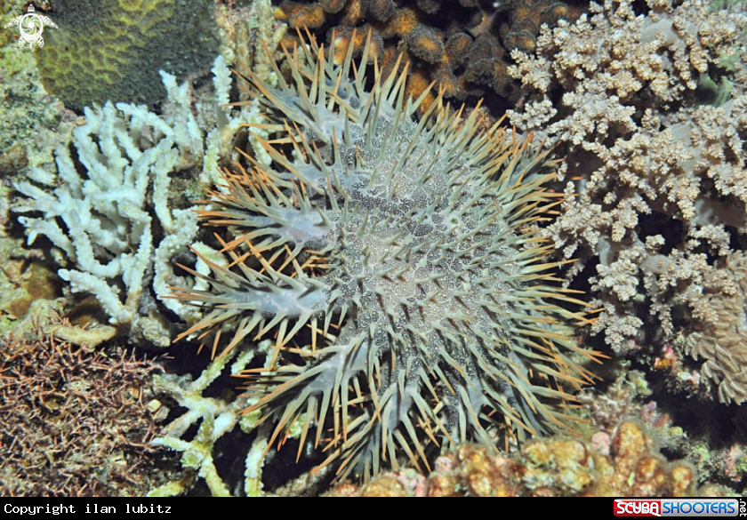 A sea star