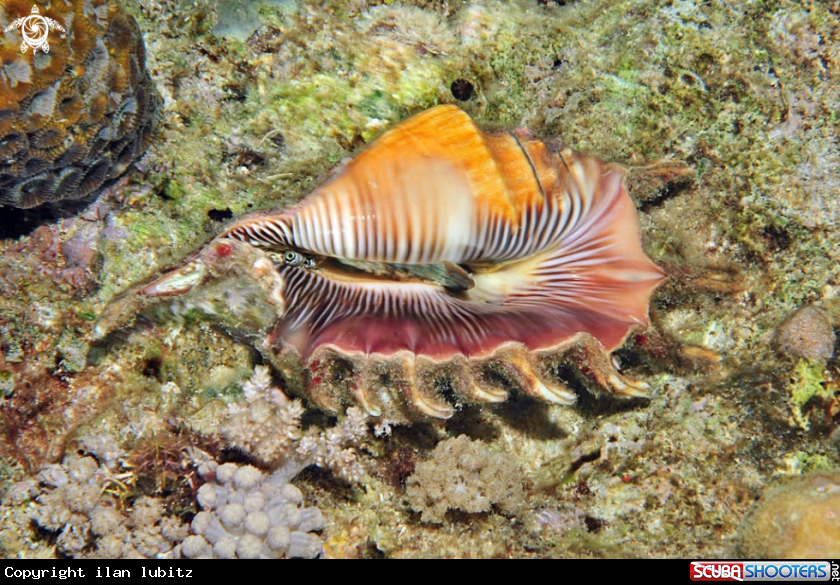 A scorpion  conchs