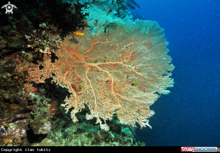 A Gorgonian