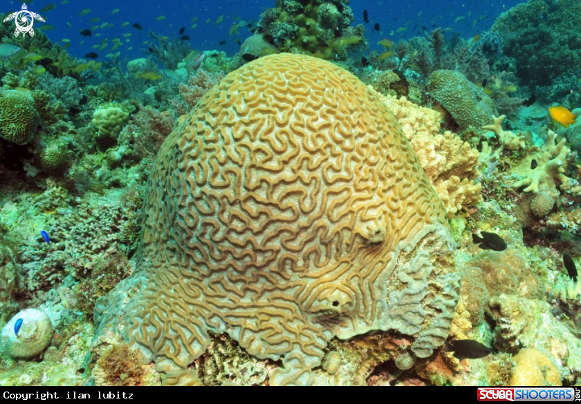 A stony coral