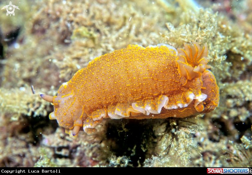 A nudibranch