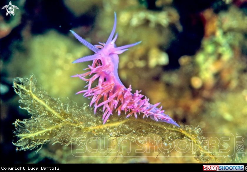 A Flabellina