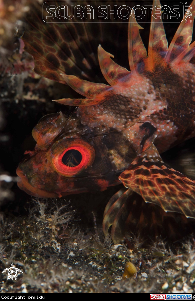 A Hawaiian lion-fish