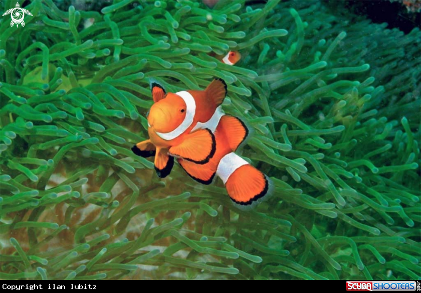 A anemone fish