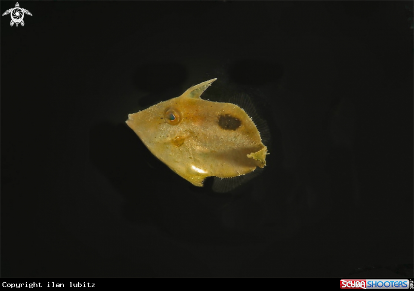 A filefish