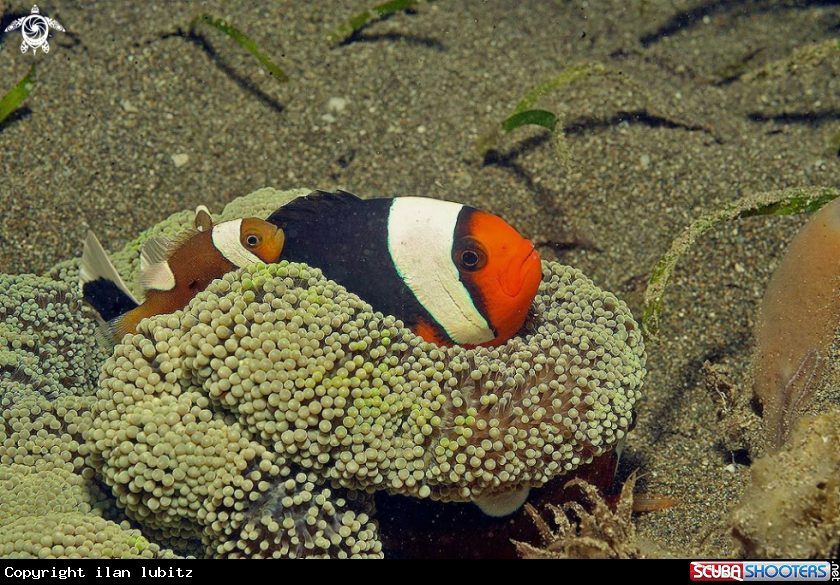 A anemone fish