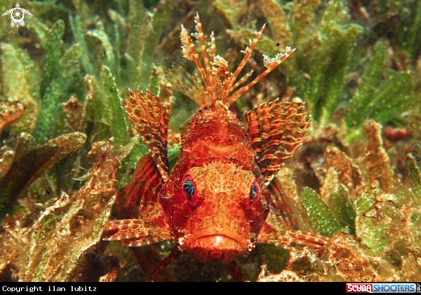 A lion fish