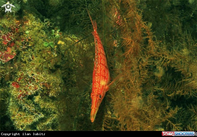 A hawkfish