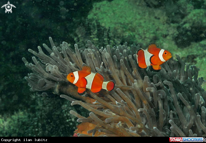 A anemone fish