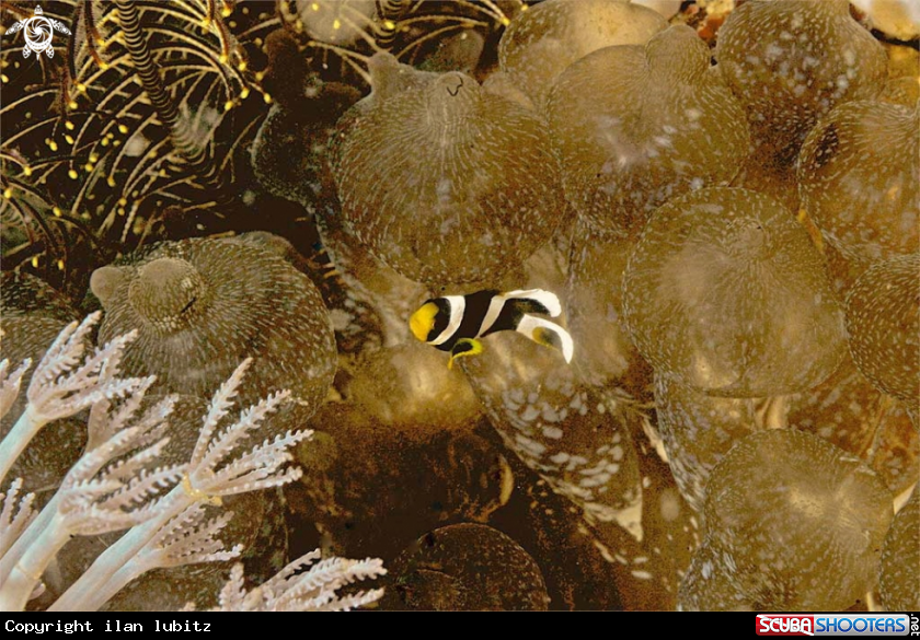 A anemone fish