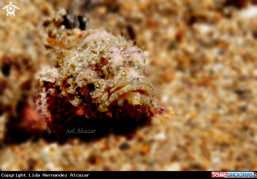 A scorpionfish