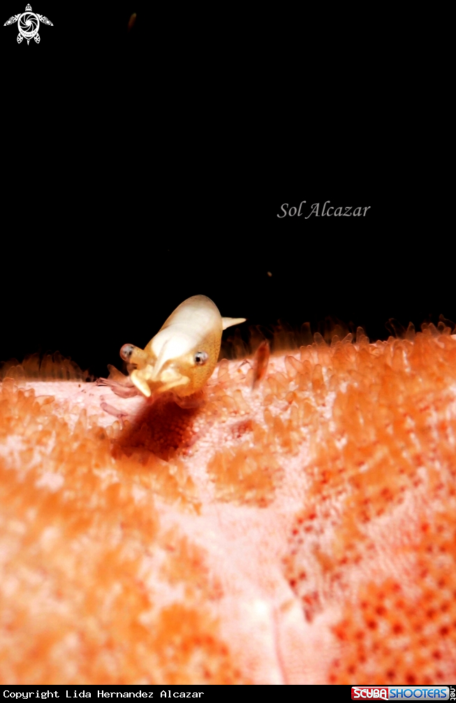 A shrimp on starfish