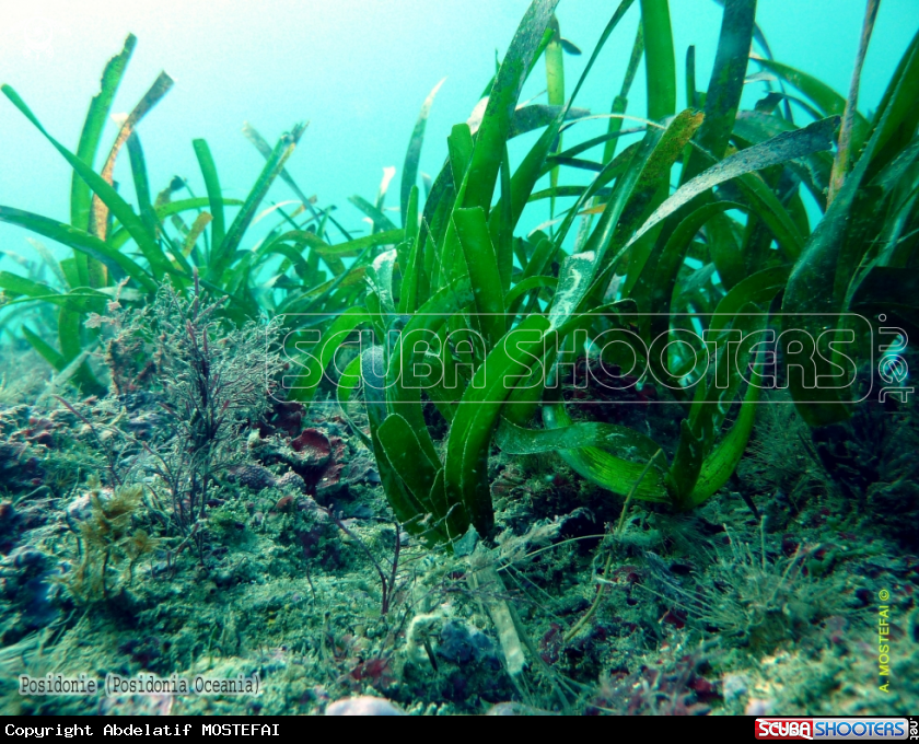 A underwater creature