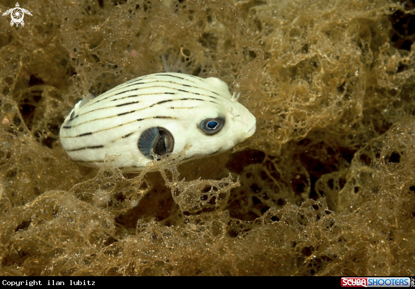 A pufferfish