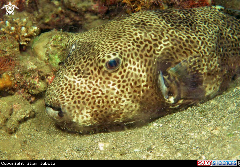 A reef fish