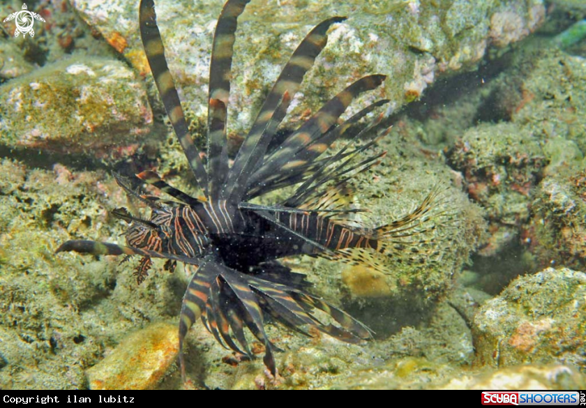 A lion fish