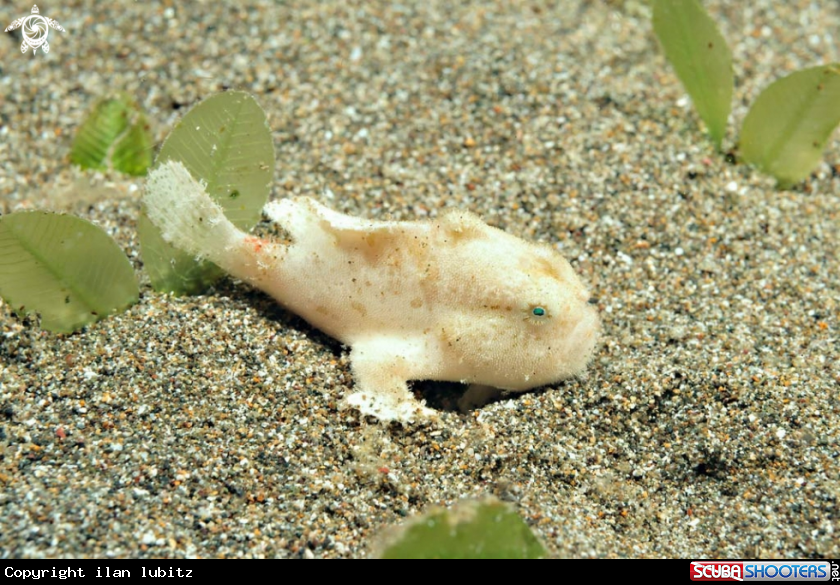 A frogfish