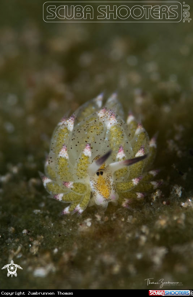 A Nudibranch 