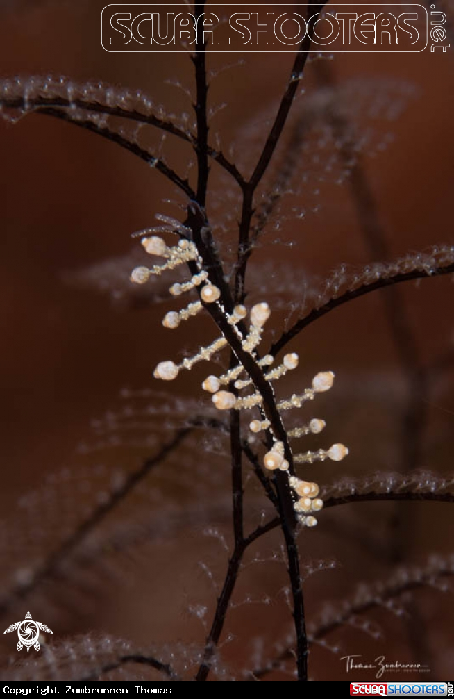 A Nudibranch 