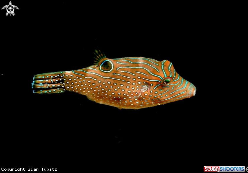 A toby puffer fish