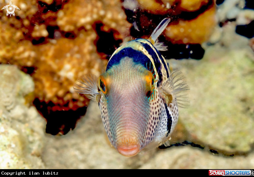 A toby puffer fish