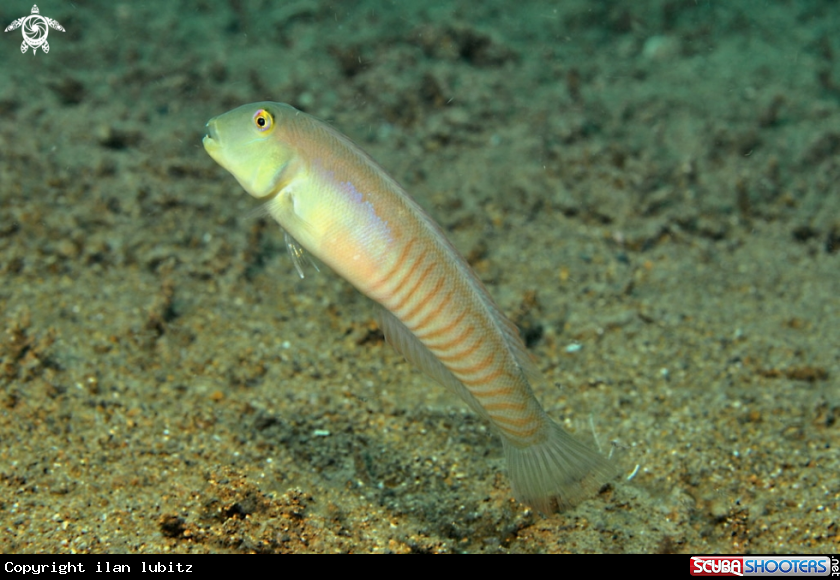 A reef fish