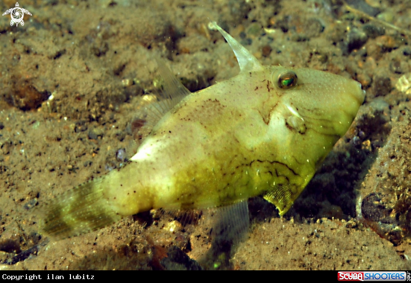 A filefish