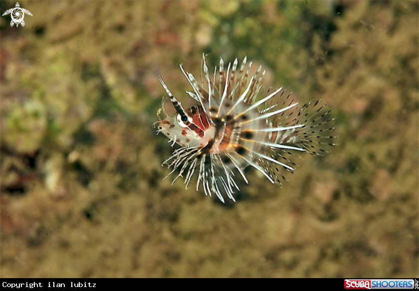 A lion fish