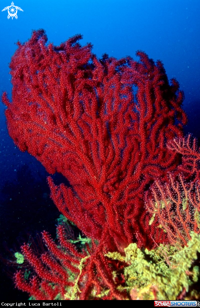 A coral