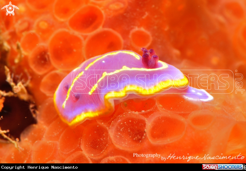 A Nudibranch