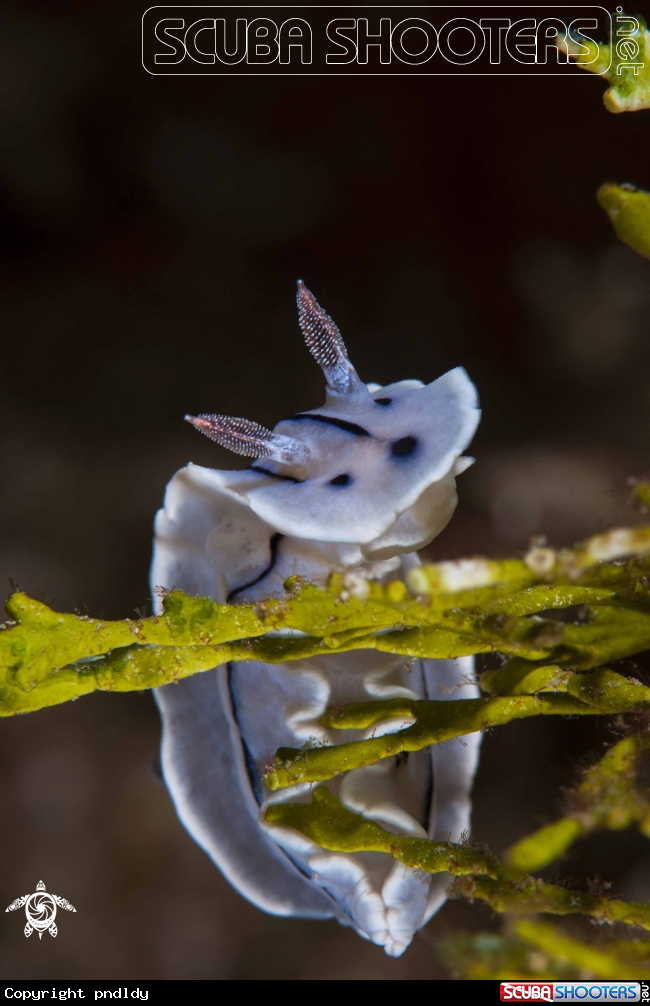 A underwater creature