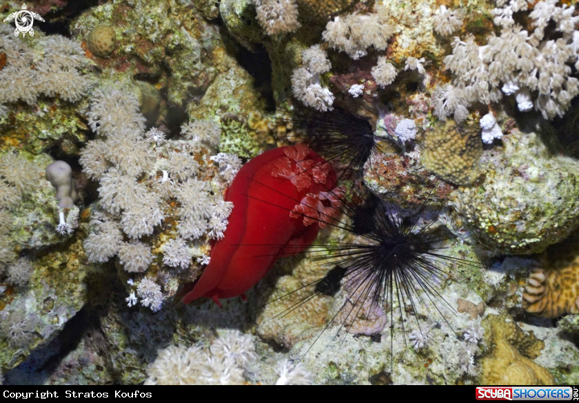 A underwater creature