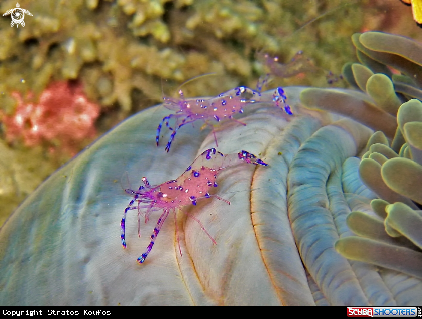 A underwater creature