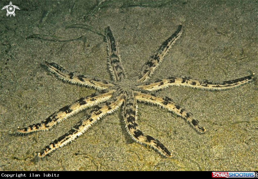 A sea star