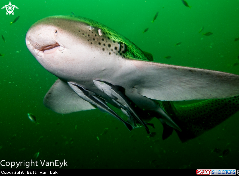 A Leopard Shark